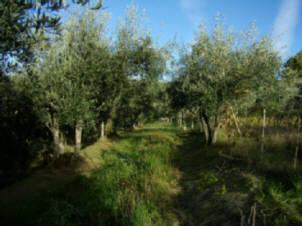 Terreno Agricolo a Fosdinovo